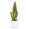 Green Snake Plant In White Rib Pot