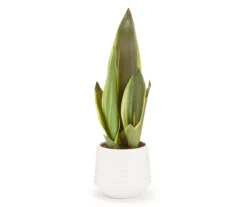 Green Snake Plant In White Rib Pot