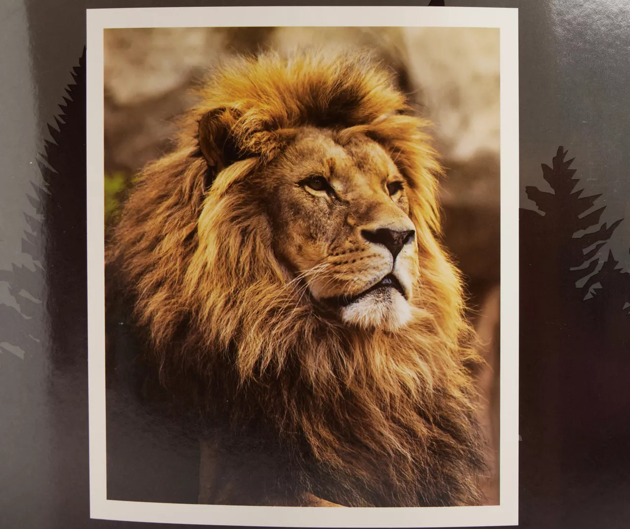 Brown Lion Raschel Throw, (50" X 60") 1 Brown Lion Raschel Throw, (50" X 60")