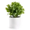 Artificial Greenery In White Ceramic Pot